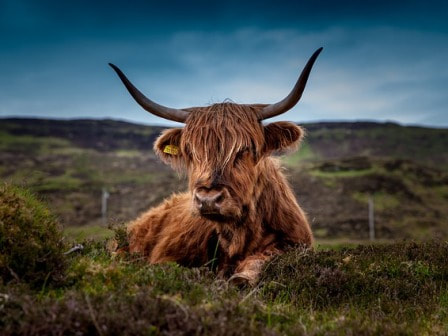 Highland cattle