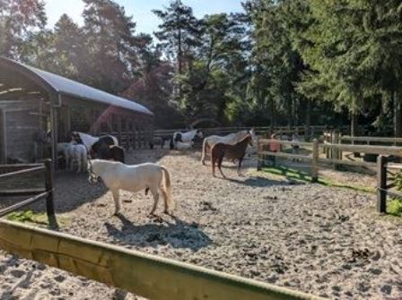 Horses at Center Parcs Erperheide in Belgium