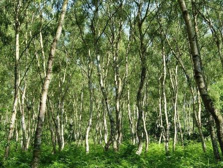 Woodland near to Center Parcs Sherwood Forest