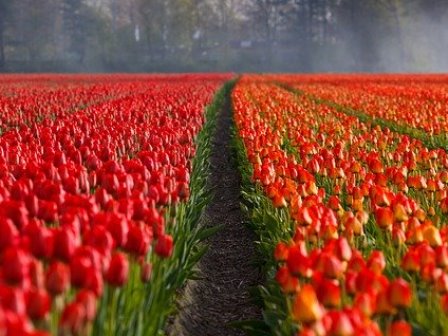 Tulips in the Netherlands